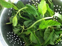 fresh herbs are half the success!! parsley, mint & rucola